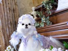 -萌宠之家·腊肠犬·马尔泰·小体犬舍