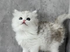 -小猫来了·猫舍(红山六九七九店)