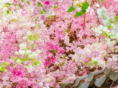 -深圳国际园林花卉博览园