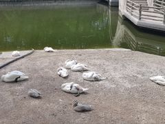 -石家庄市动物园