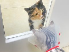 -宠福鑫康馨动物医院·骨科·眼科