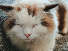 -南京Hallo宠物乐园·哈罗犬舍·柴犬繁育基地