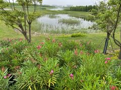 -春花秋色城市公园