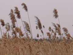 -盐城丹顶鹤湿地生态旅游区