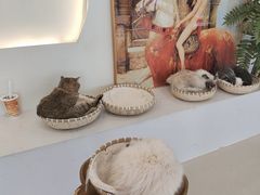 -共舞时光猫咖·狗咖(新街口店)