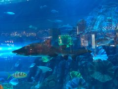 -迪拜水族馆及水下动物园