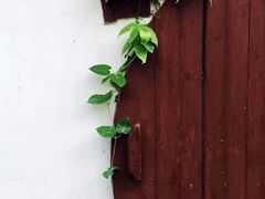 -上海佘山国家森林公园天马山园