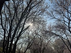 -桃花堤公园