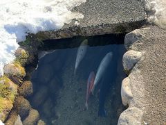 -白川乡与五箇山的合掌构造村落