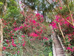 -梧桐山风景名胜区