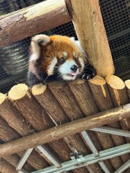 -Zoolung Zoolung动物主题公园(海信广场店)