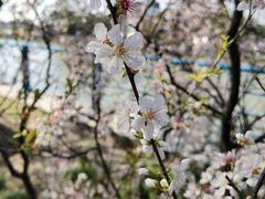 -高东镇樱花园