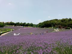 -大塘金香草谷