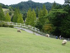 -神户市立六甲山牧场