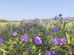 -中国天府农业博览园