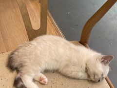-猫咪派对(江南西店)