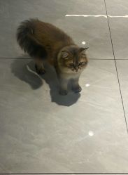 -MAGIC·京都造型·烫染馆