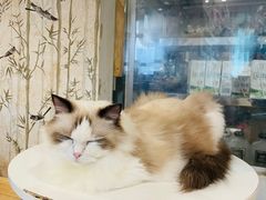 -楼上猫咖(罗湖店)