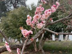 -无锡梅园公园