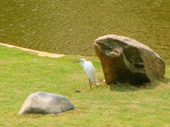 -西双版纳原始森林公园