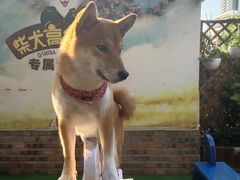-柴犬高等学院·狗咖·柴犬售卖·宠物训练