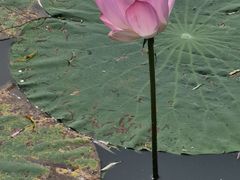 -洪湖生态旅游区