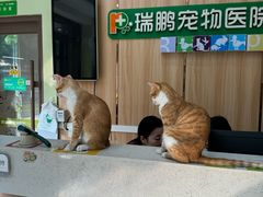-瑞鹏宠物医院·夜间急症·心超·猫科(祖庙分店)