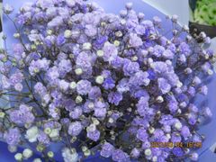 -循礼门鲜花花市(武汉循礼门店)