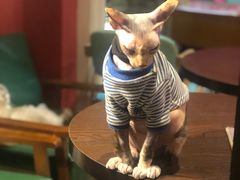 -猫色咖啡·猫咖
