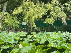 -上海醉白池公园