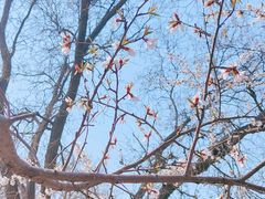 -桃花堤公园