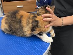 -瑞鹏宠物医院犬猫全科(真大分院)