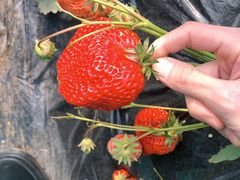 -昌平兴寿秀秀草莓采摘园