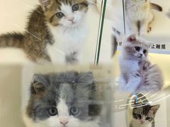 -小猫来了·猫舍(红山六九七九店)