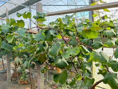 -马陆小张葡萄园农家乐