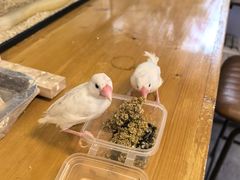 -吉丁鸟咖·异宠·寄养