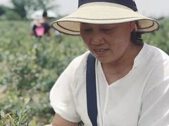 -金谷域澳洲庄园