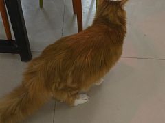 -平行世界·猫咖(首经贸店)