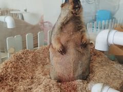 -怪兽屋·羊驼·猫咖·狗咖(俊华广场店)