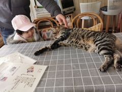 -海边的猫和咖啡馆