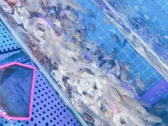 -前王院•巧克力海鲜市集餐厅(万平口店)