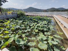 -顺峰山公园