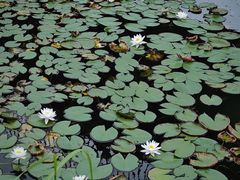 -白鹭湾湿地公园
