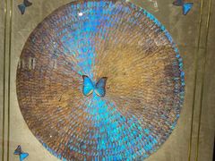 -上海昆虫博物馆