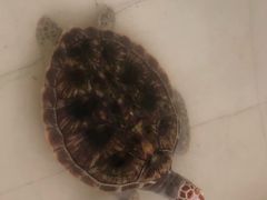 -广东惠东海龟国家级自然保护区