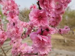 -桃花堤公园
