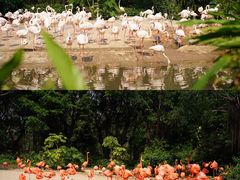 -广州长隆野生动物世界