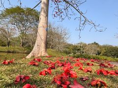 -中国科学院西双版纳热带植物园