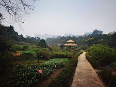 -广西壮族自治区药用植物园