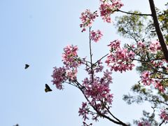 -广州市白云山风景名胜区